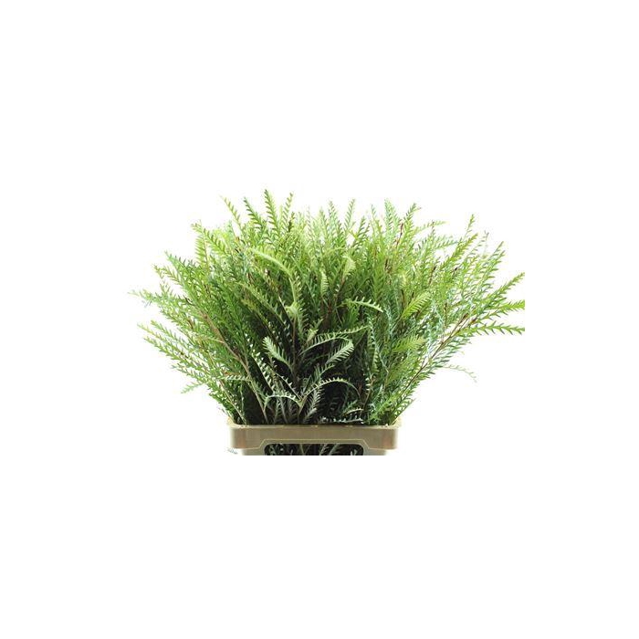 <h4>Grevillea Ivanhoe Groen</h4>