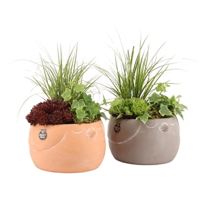 31614: Outdoor summer arrangement