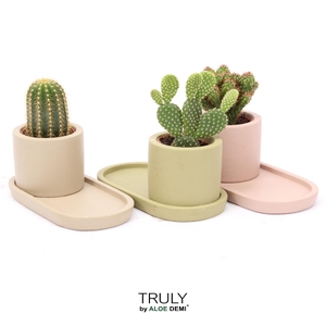 TRULY Cactus, plateau