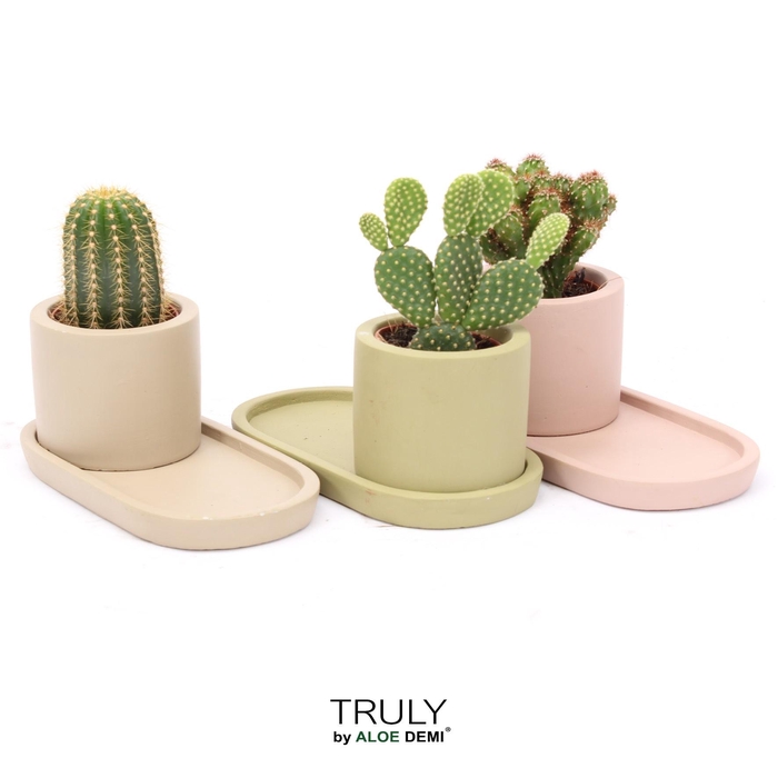 <h4>TRULY Cactus, plateau</h4>