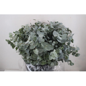 Euca Cinerea Short 300gr P Bunch