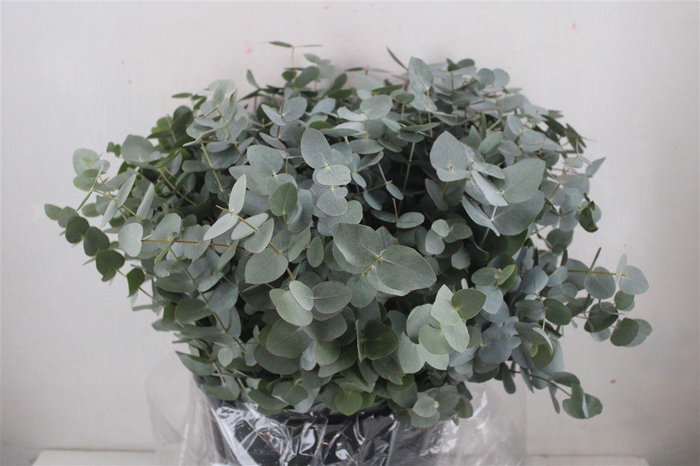 <h4>Euca Cinerea Short 300gr P Bunch</h4>