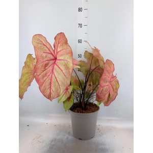 Caladium   ...
