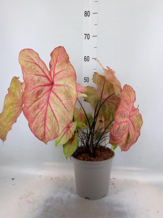 <h4>Caladium   ...</h4>