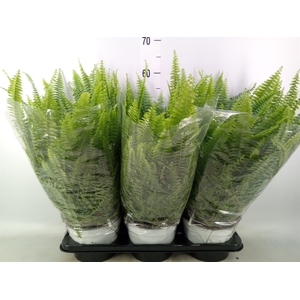 Nephrolepis exal. 'Sonata'