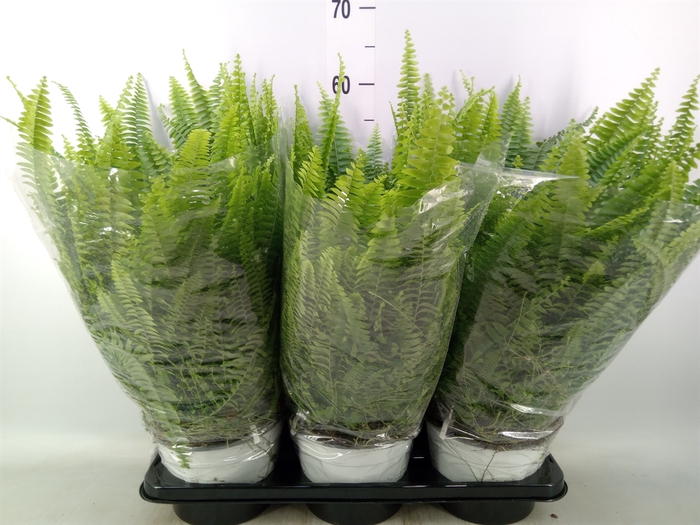 <h4>Nephrolepis exal. 'Sonata'</h4>