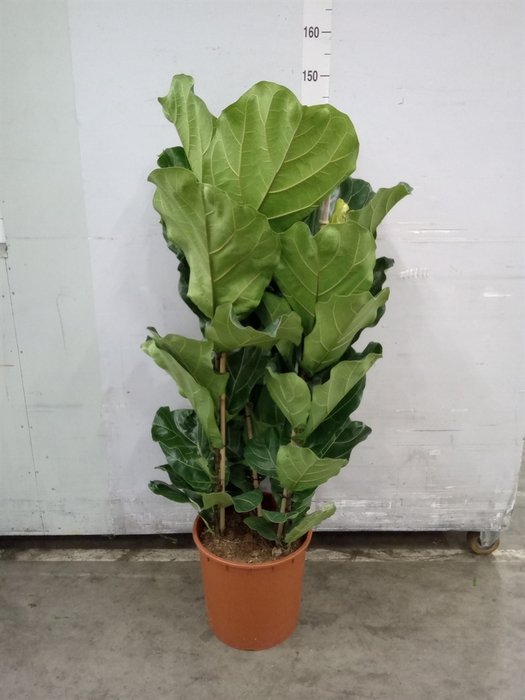 <h4>Ficus lyrata</h4>