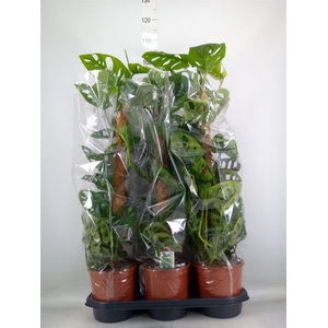 Monstera obliqua 'Monkey Mask'