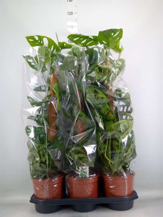 <h4>Monstera obliqua 'Monkey Mask'</h4>