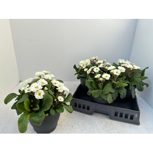 PRIM EL GOL NUG WHIT