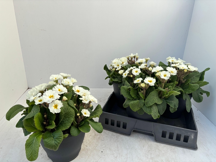 <h4>PRIM EL GOL NUG WHIT</h4>