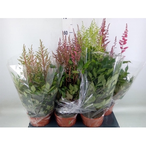Astilbe   ...mix 4