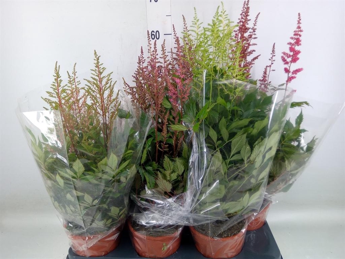 <h4>Astilbe   ...mix 4</h4>