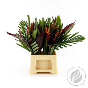 Heleconia Bq Banana Rond