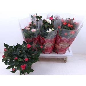 !! PROMO !! ROSA FAVORITA MIX P17