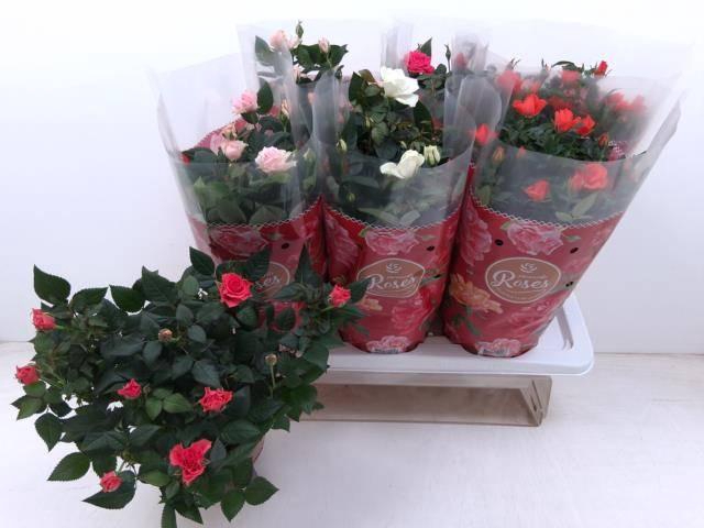 <h4>!! PROMO !! ROSA FAVORITA MIX P17</h4>