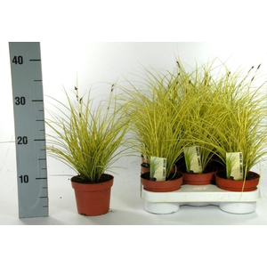Carex brunnea 'Jenneke' p12