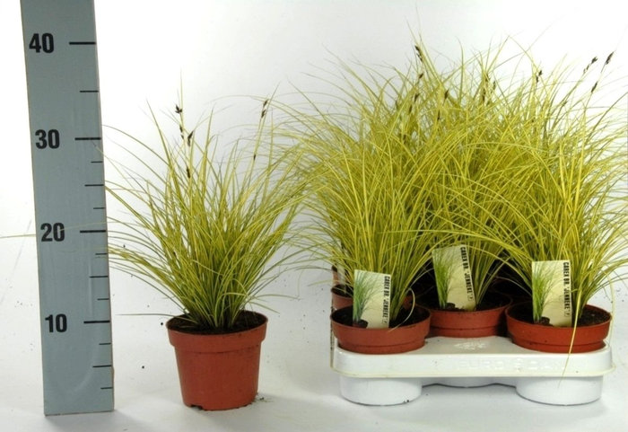 <h4>Carex brunnea 'Jenneke' p12</h4>