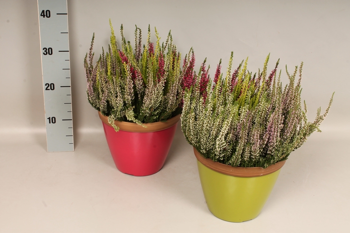 <h4>Arr 21 Calluna mix pot</h4>