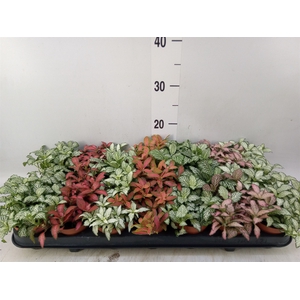 Fittonia   ...mix 7