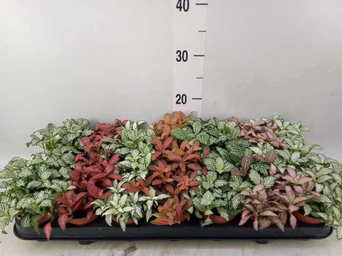 <h4>Fittonia   ...mix 7</h4>