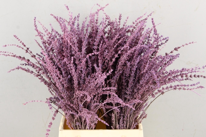 DF Lavender Bs Pink