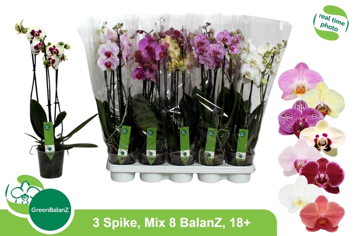 <h4>PHAL GEM 8 KL</h4>