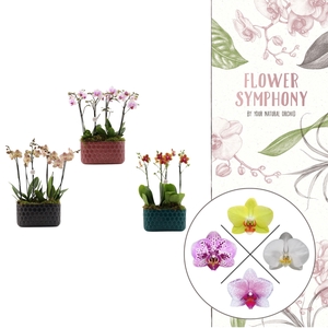 Honingraat BHome mix 2 | 2 plants in 1 pot | Phalaenopsis