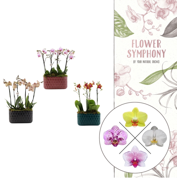 <h4>Honingraat BHome mix 2 | 2 plants in 1 pot | Phalaenopsis</h4>