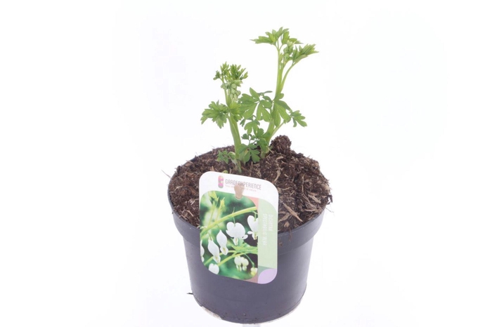 Dicentra spectabilis Alba