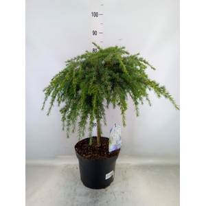 Cedrus deodara 'Feelin' Blue'