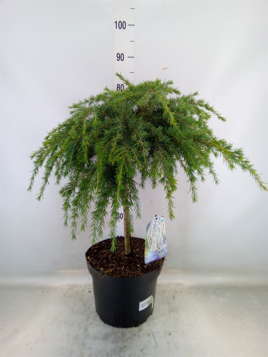 <h4>Cedrus deodara 'Feelin' Blue'</h4>