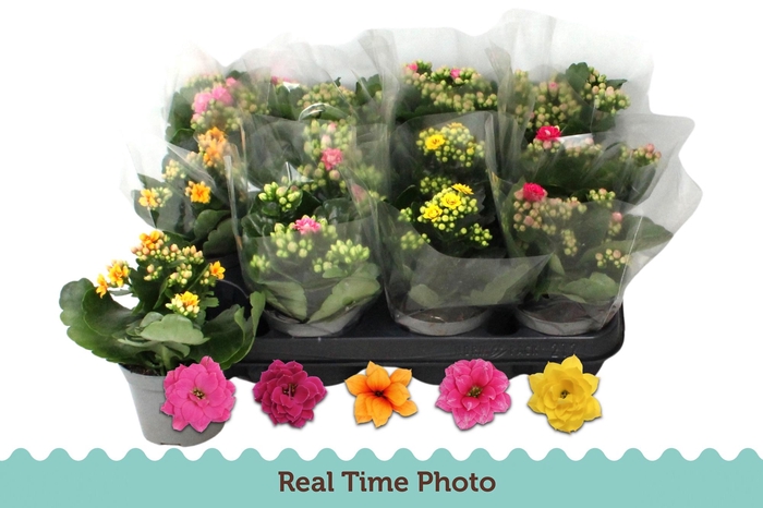 <h4>KAL GE GEM 5 KL</h4>