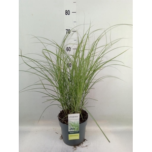 Miscanthus sin. 'Gracillimus'