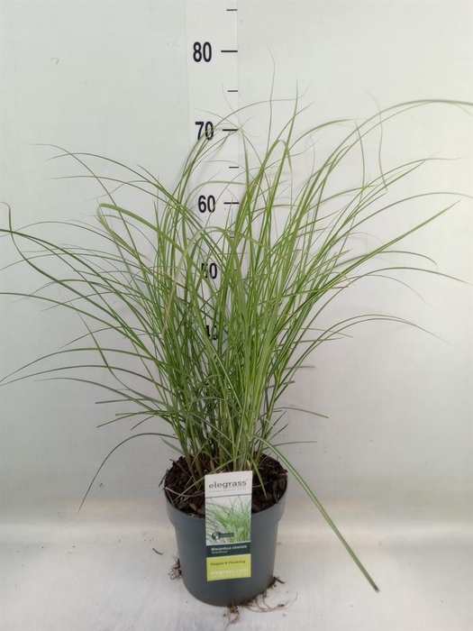 <h4>Miscanthus sin. 'Gracillimus'</h4>