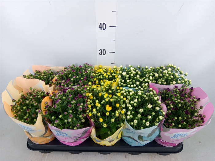 <h4>Chrysanthemum  'Milkshake'  ...mix</h4>