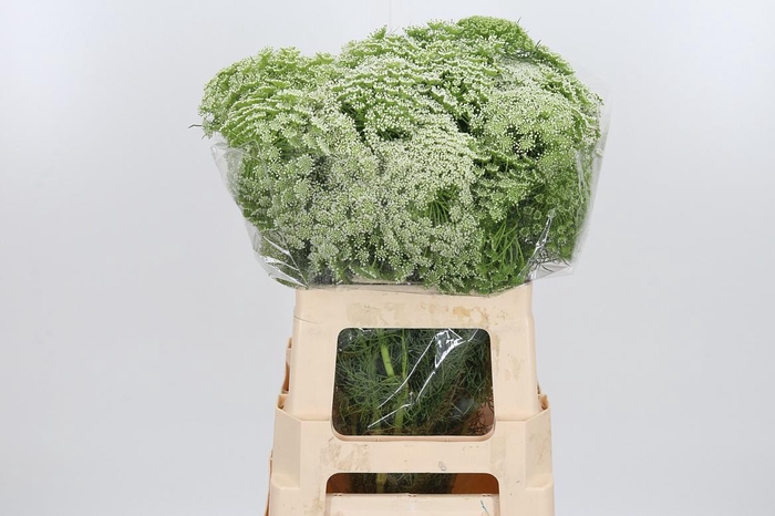 <h4>Ammi Majus Visnaga</h4>