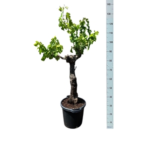 VITIS VINIFERA