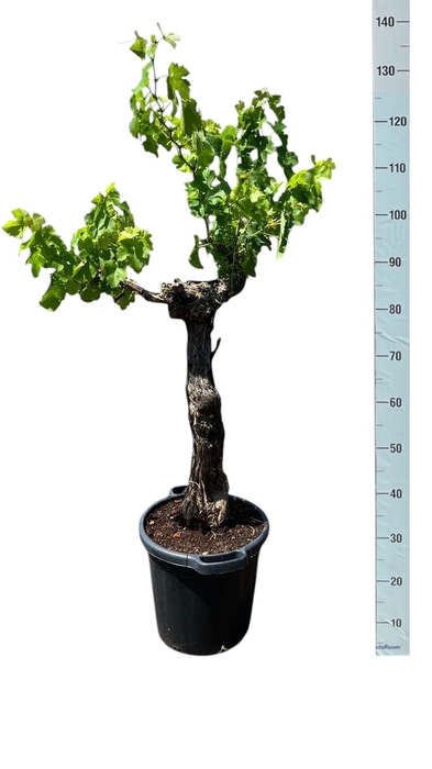 <h4>VITIS VINIFERA</h4>