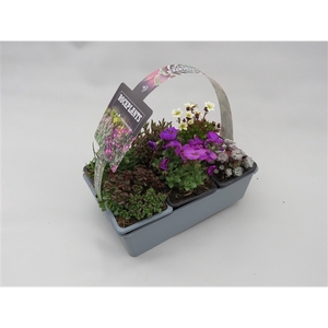 Plantes de rocailles mix 6-pack