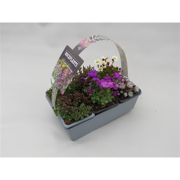 <h4>Plantes de rocailles mix 6-pack</h4>