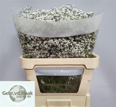 <h4>Gyps Pa Xlence Ec.</h4>