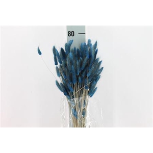 Dried Lagurus Bleached Blue Bs