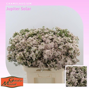 CHAME UN JUPITER SOL