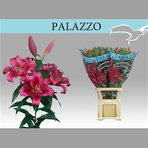 Li Ot Palazzo 5+ (rijper)