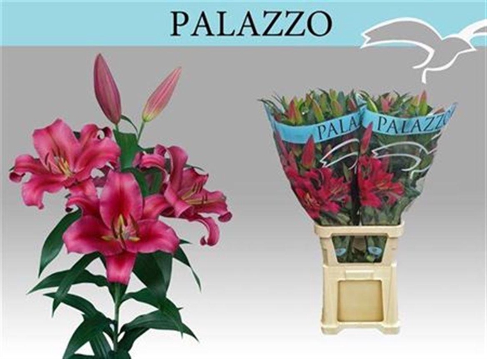 <h4>Li Ot Palazzo 5+</h4>