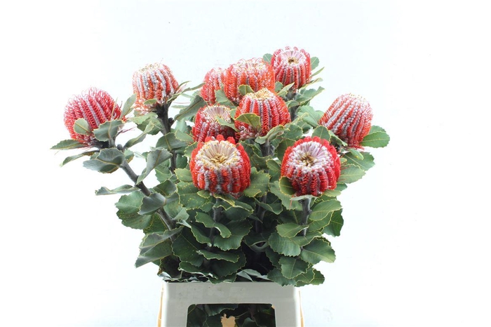 <h4>Banksia Coccinea</h4>
