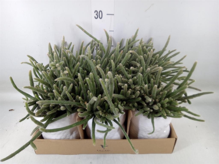 <h4>Rhipsalis   ...mix</h4>