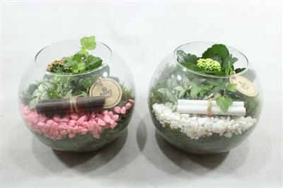 <h4>3530 Bolglas Roze/wit</h4>