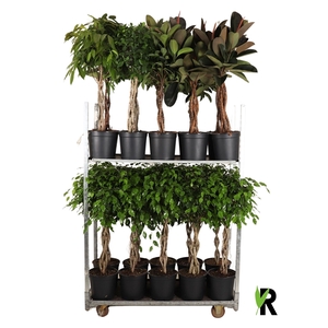 mengdeen ficus op stam p32 6 assorti